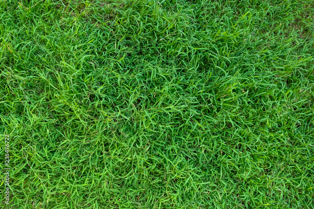Green grass texture for background. Green lawn pattern and texture background. Green grass texture for background. Green lawn pattern and texture background.