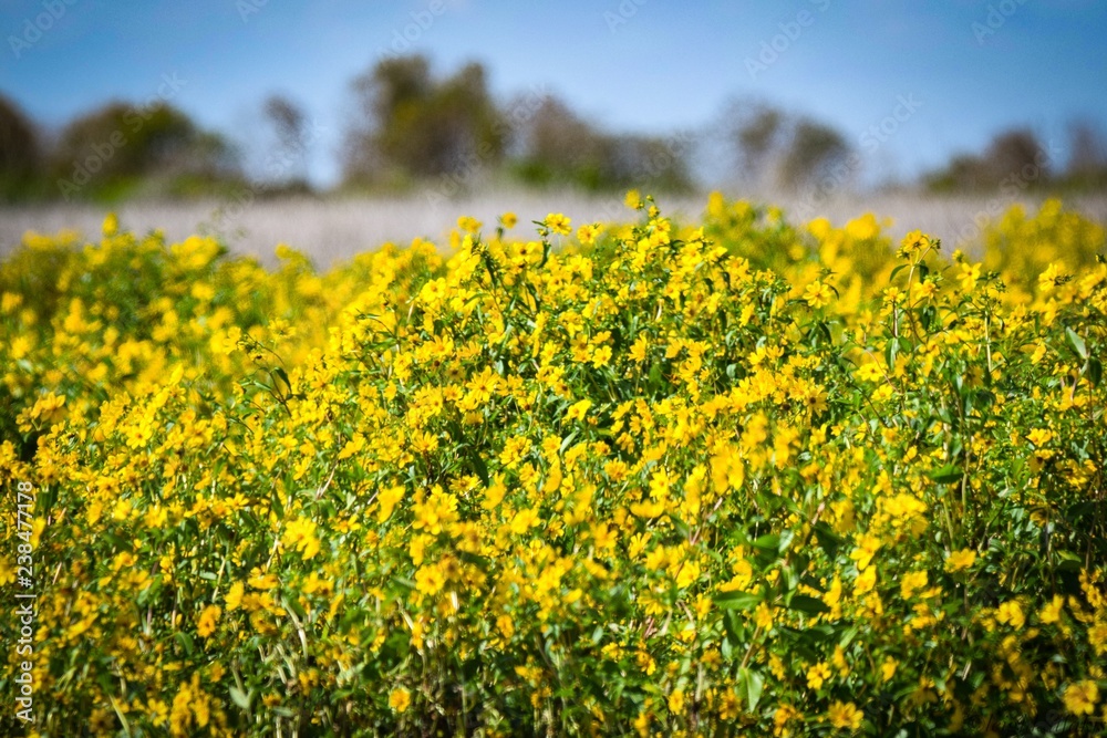 Fototapeta premium Yellow flowers