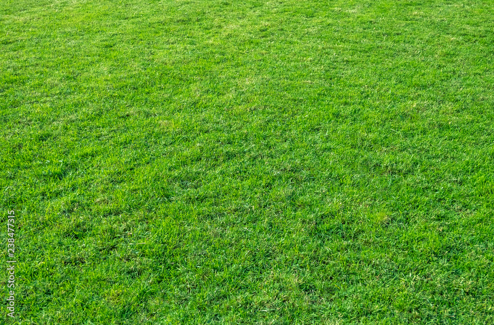 Background of green grass field. Green grass pattern and texture. Background of green grass field. Green grass pattern and texture.