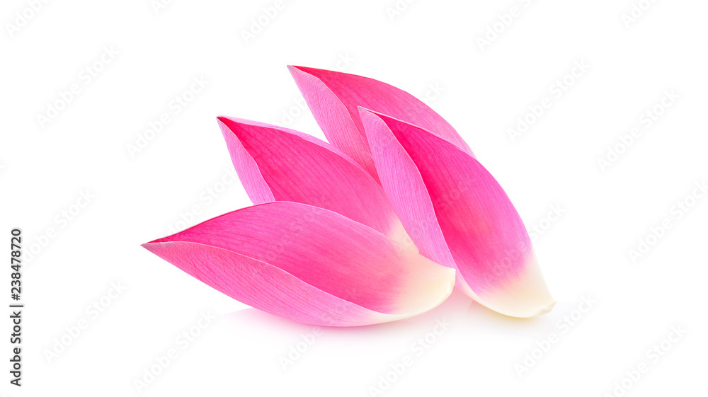 Pink lotus petals isolated on white background.