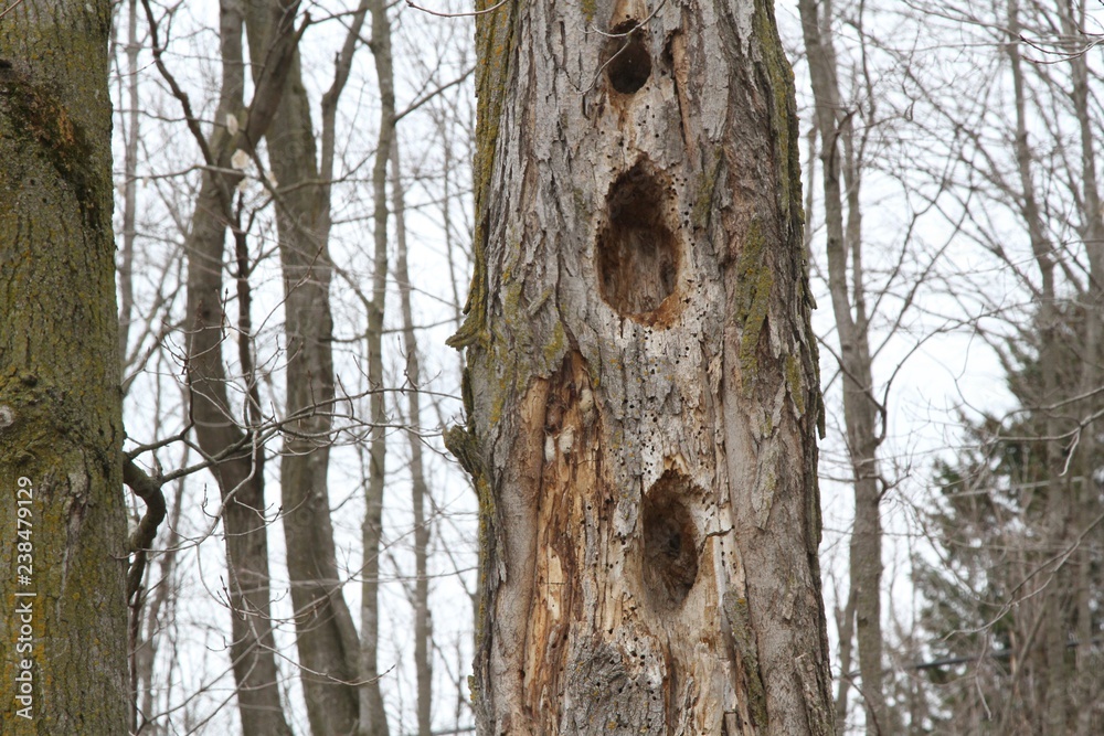 Woodpecker holes in old dead trees