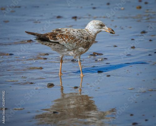 sea gull eating crustracean