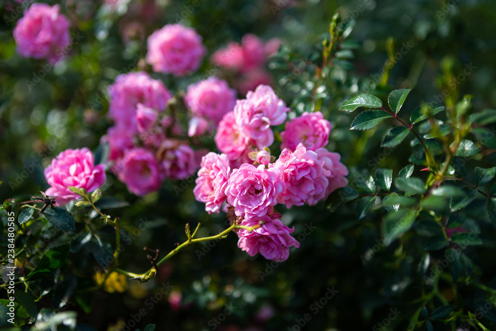 Beautiful pink rose on the rose garden in summer in a garden. Beautiful pink rose on the rose garden in summer in a garden.