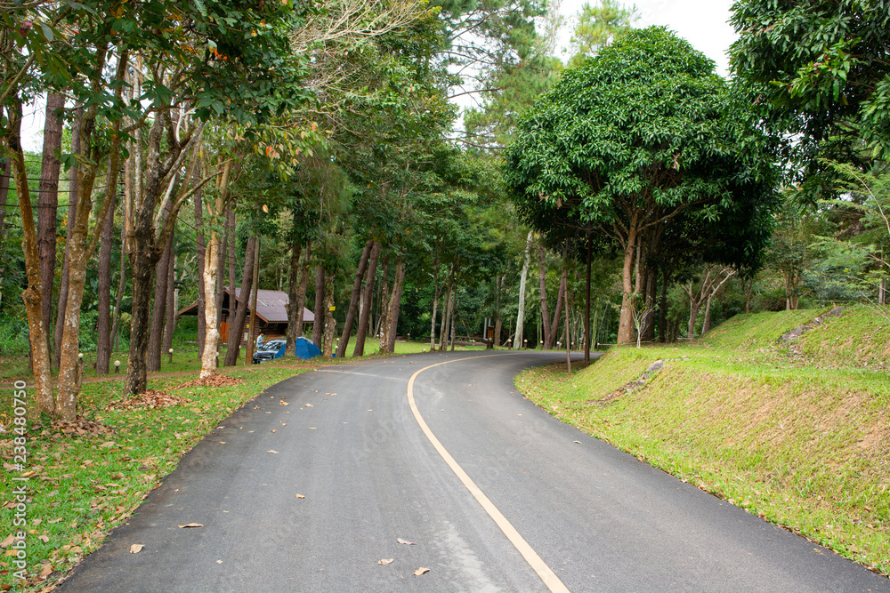 curved road Two sides of the forest.