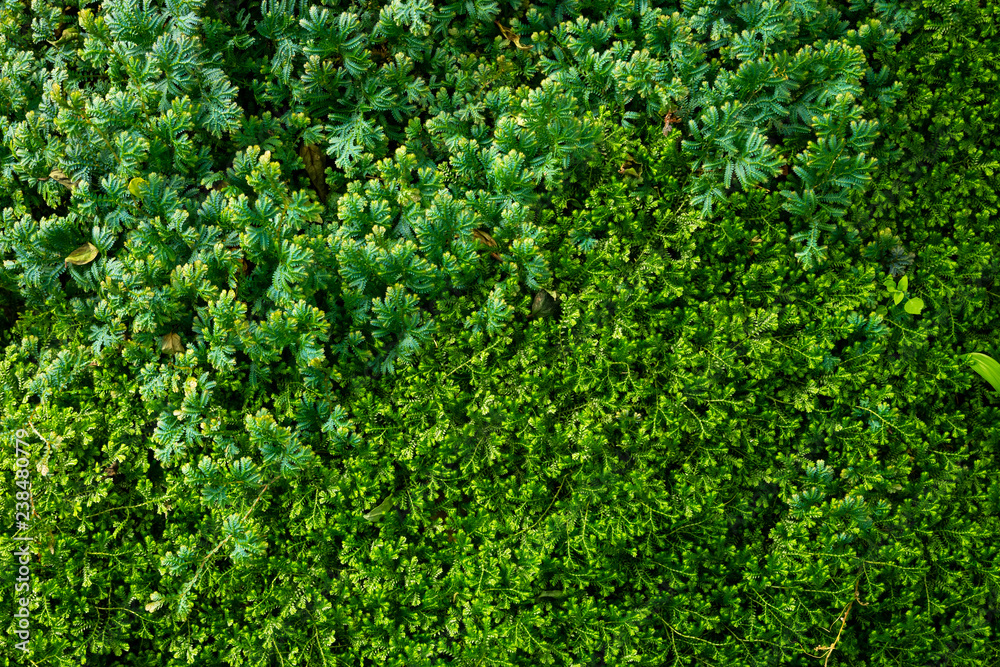 green Selaginella ferns of spike moss background ferns grow in rainforest.