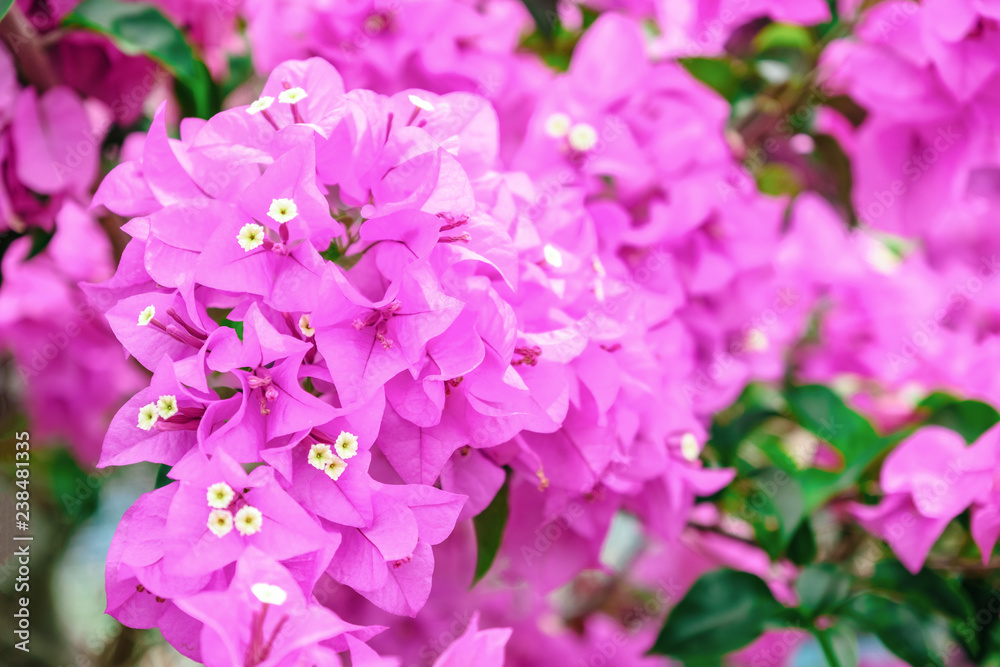 Pink bougainvillea flowers Pink bougainvillea flowers
