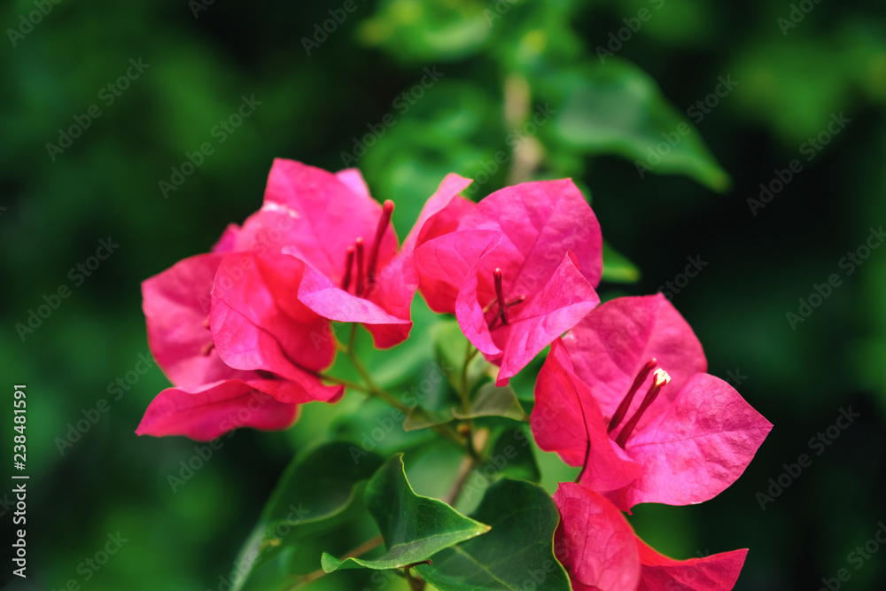 Red bougainvillea flowers