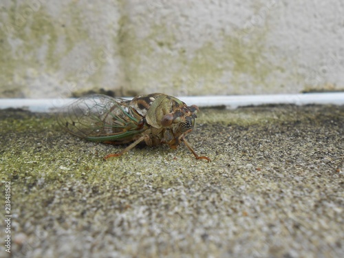 Cicada