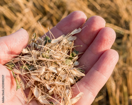 Farmer 's hand full of wheat chaff, with the wheat field soft focus in the background. Chaff is left over from harvesting wheat. Concepts of farming, trade wars, tariffs