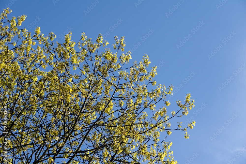 Beautiful natural summer background with green trees at sunny day.