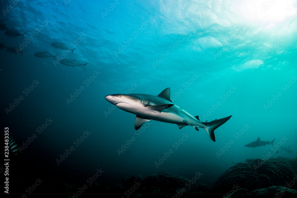 Grey reef shark swimming peacefully in clear water