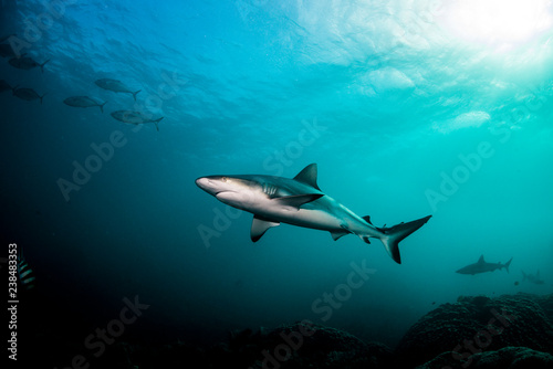 Grey reef shark swimming peacefully in clear water