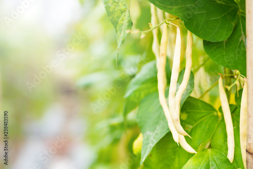 Yellow bush beans growing in organic vegetable garden ready for harvest