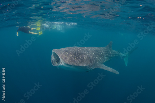 Huge whale shark swimming close to the surface with a snorkeler swimming close by