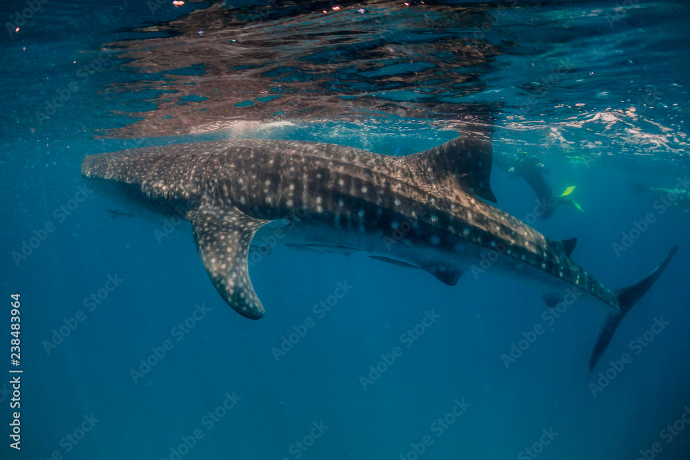 Naklejka premium Huge whale shark swimming at the surface near snorkelers