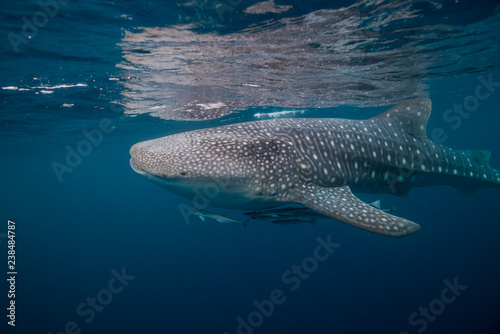Very large whale shark swimming peacefully near the ocean's surface © Aaron