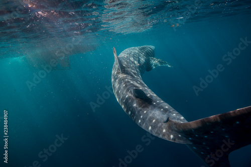 Huge whale shark swimming underneath a boat close to the surface