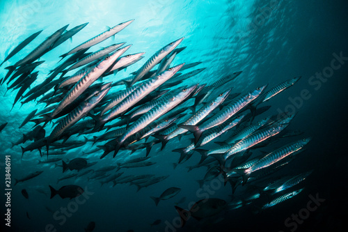 Huge school of barracuda swimming in synchronism