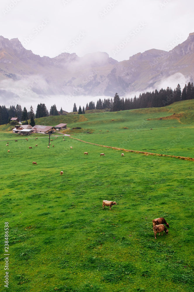 Green field rural farm with Swiss Alps of Engelberg