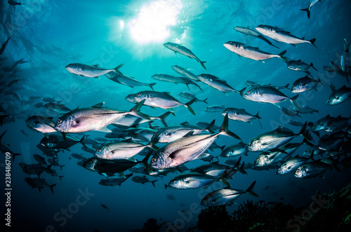 Underwater shot of huge school of reflective fish, with sun rays and deep blue water