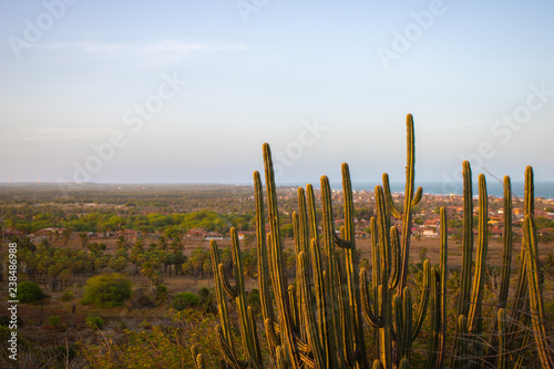 cactus in desert © Keison