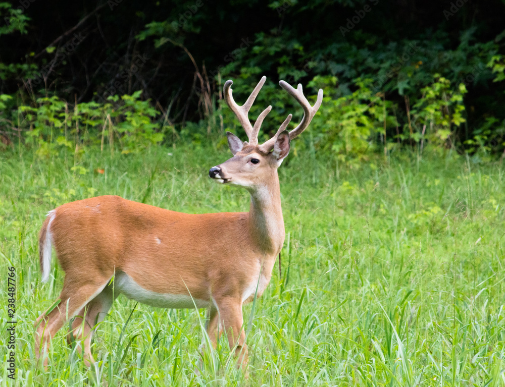 A whitetail buck with his antlers in velvet. A whitetail buck with his antlers in velvet.