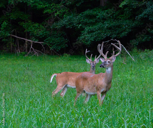 2 white tail bucks in velvet antlers providing a perfect pose.