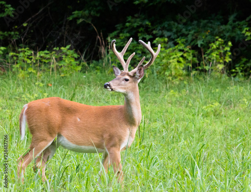 A whitetail buck with his antlers in velvet. 