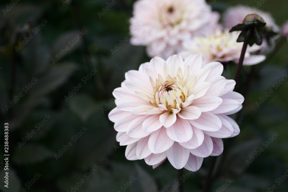 Dahlien Dahlien