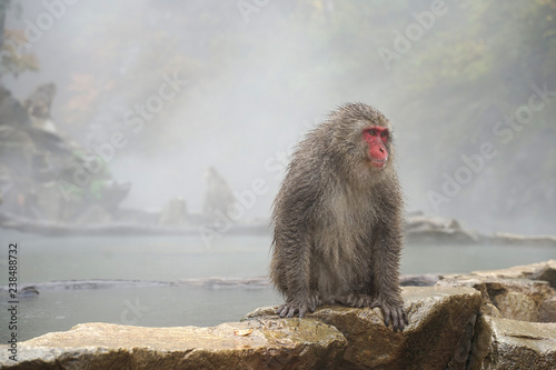 Red face wild monkey at Jigokudani Monkey Park in Yamanouchi, Nagano Japan © augustcindy