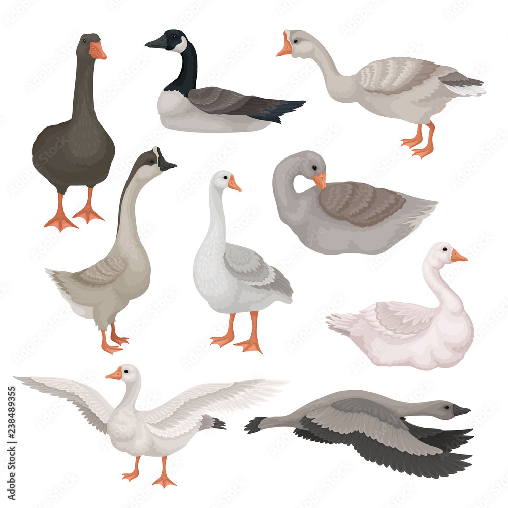Flat vector set of gray and white geese in different actions. Wild and farm birds with long necks. Fauna theme Flat vector set of gray and white geese in different actions. Wild and farm birds with long necks. Fauna theme