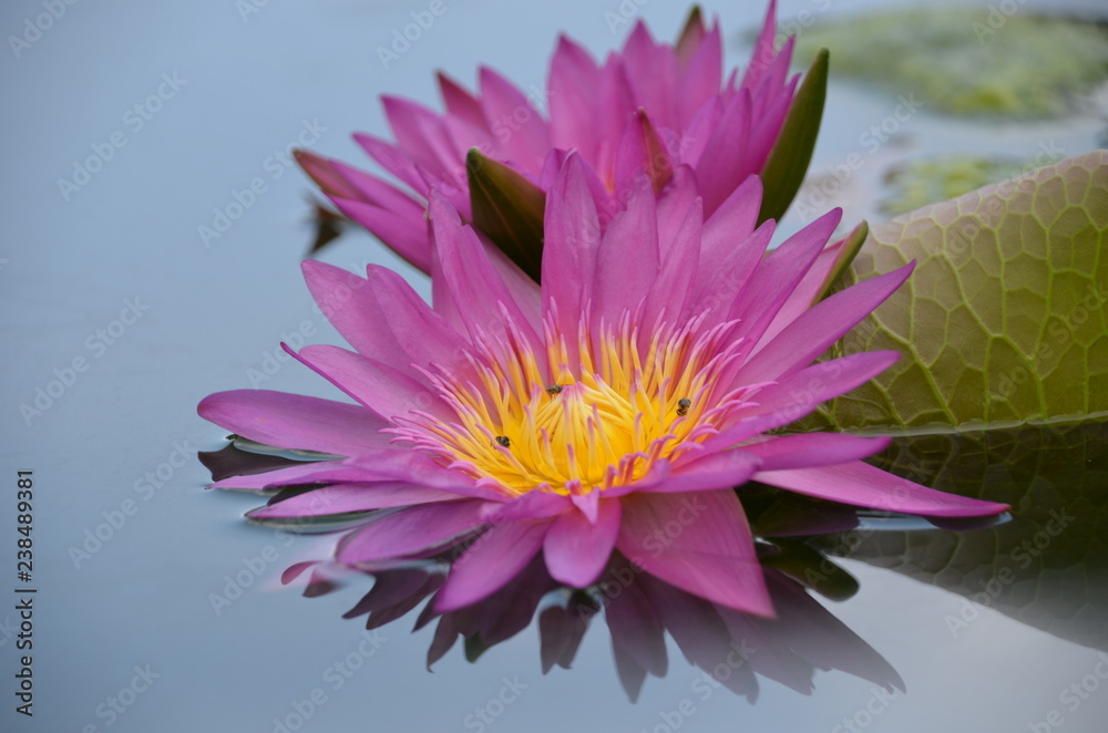 Obraz premium pink water lily