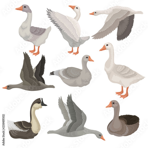 Flat vector set of large geese in different actions. Wild and farm birds. Rural animal. Wildlife theme