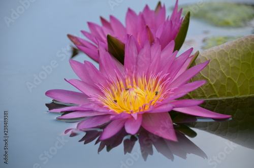 pink water lily