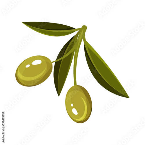 Small sprig with green leaves and two ripe olives. Organic food. Natural product. Flat vector design