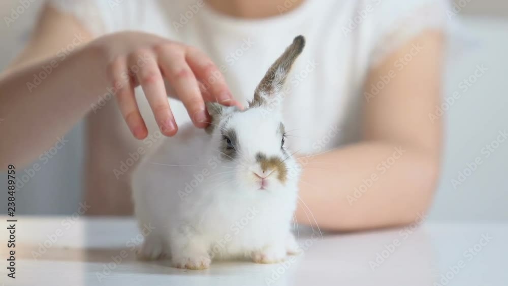 Little girl carefully stroking small fluffy bunny, children dreams, pet adoption Little girl carefully stroking small fluffy bunny, children dreams, pet adoption