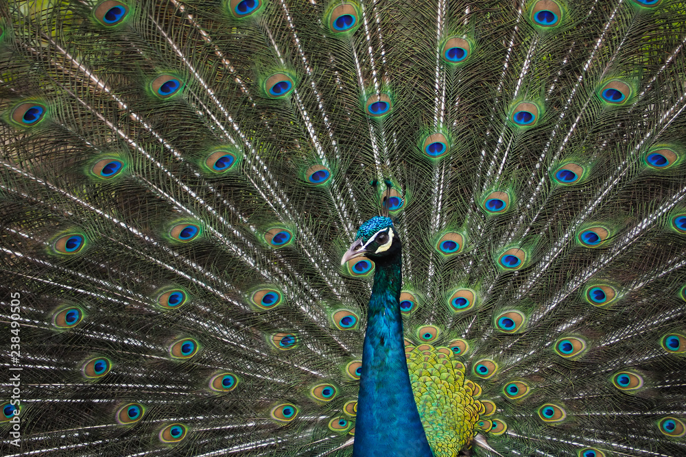 Fototapeta premium The beautiful and elegance of the peacock male in nature.