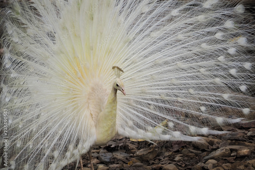 Obraz premium The beautiful and elegance of the white peacock male in nature.