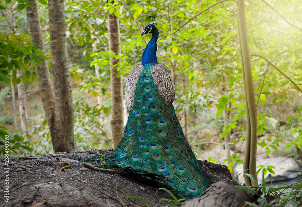 Obraz premium The beautiful and elegance of the peacock male in nature.