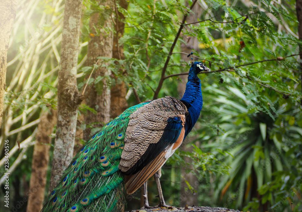 The beautiful and elegance of the peacock male in nature. The beautiful and elegance of the peacock male in nature.