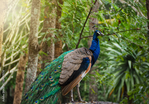The beautiful and elegance of the peacock male in nature.