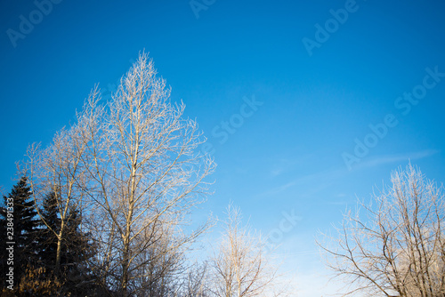 frozen birch and spruce against