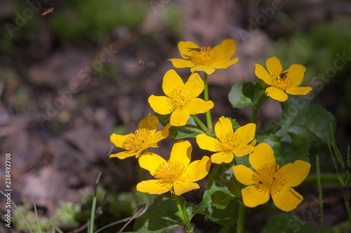 marsh marigold in spring © Maslov Dmitry