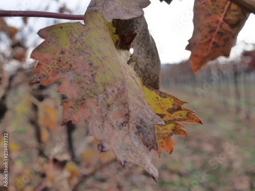 Huesca. Vineyards in Barbastro. Aragon, Spain photo