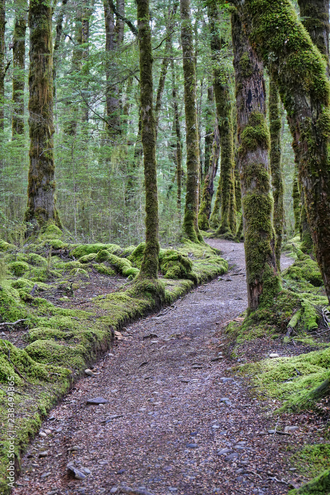 Hiking in a New Zealand rain forest Hiking in a New Zealand rain forest