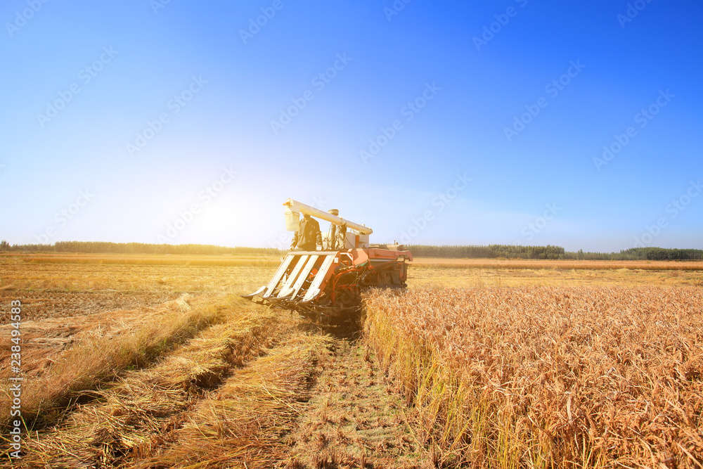 Fototapeta premium Harvester machine is harvesting rice