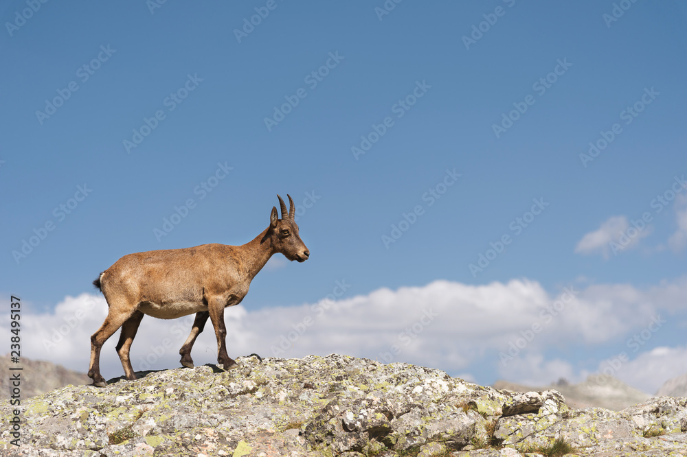 Young female alpine Capra ibex on the high rocks stone in Dombay mountains. North Caucasus. Russia Young female alpine Capra ibex on the high rocks stone in Dombay mountains. North Caucasus. Russia