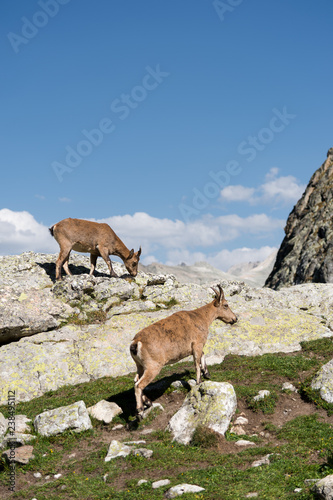 Young female alpine Capra ibex with a cub standing on the high rocks stone in Dombay mountains against the rocks. North Caucasus. Russia