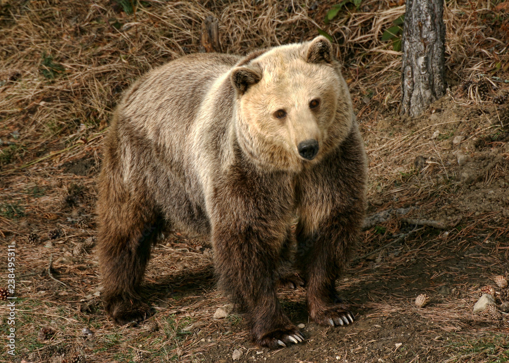 Obraz premium Brown bear (Ursus arctos arctos)