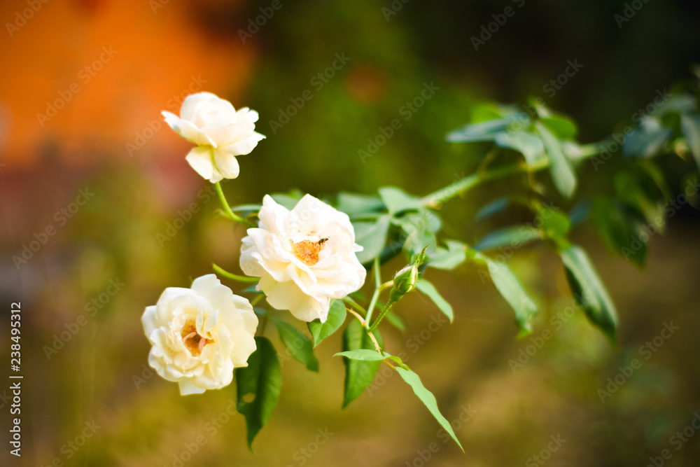 Close up beautiful three white rose on green branch. Rose and bud on garden. Valentines background. Pink rose with fresh leaves branches. Spring summer wedding romantic elegant date marriage symbol. Close up beautiful three white rose on green branch. Rose and bud on garden. Valentines background. Pink rose with fresh leaves branches. Spring summer wedding romantic elegant date marriage symbol.